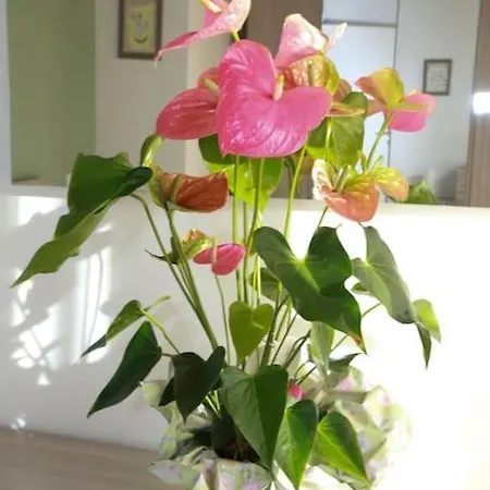 Nyaraló Ca D'rita Monferrato